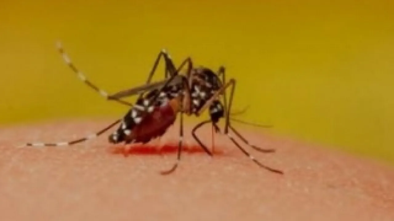 Dengue Cases Go Up Every 2 Years In India: Centre
