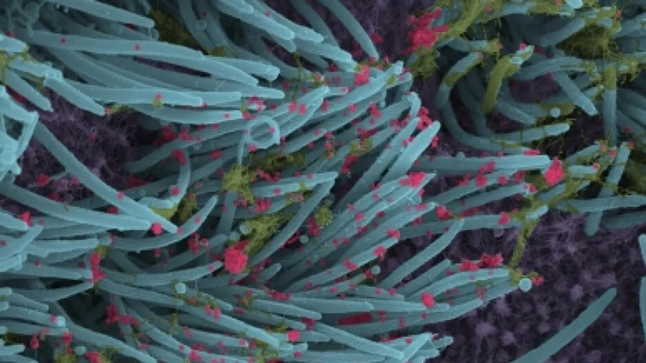 No Evidence On Omicron Transmissibility, Immune Evasion Yet: INSACOG