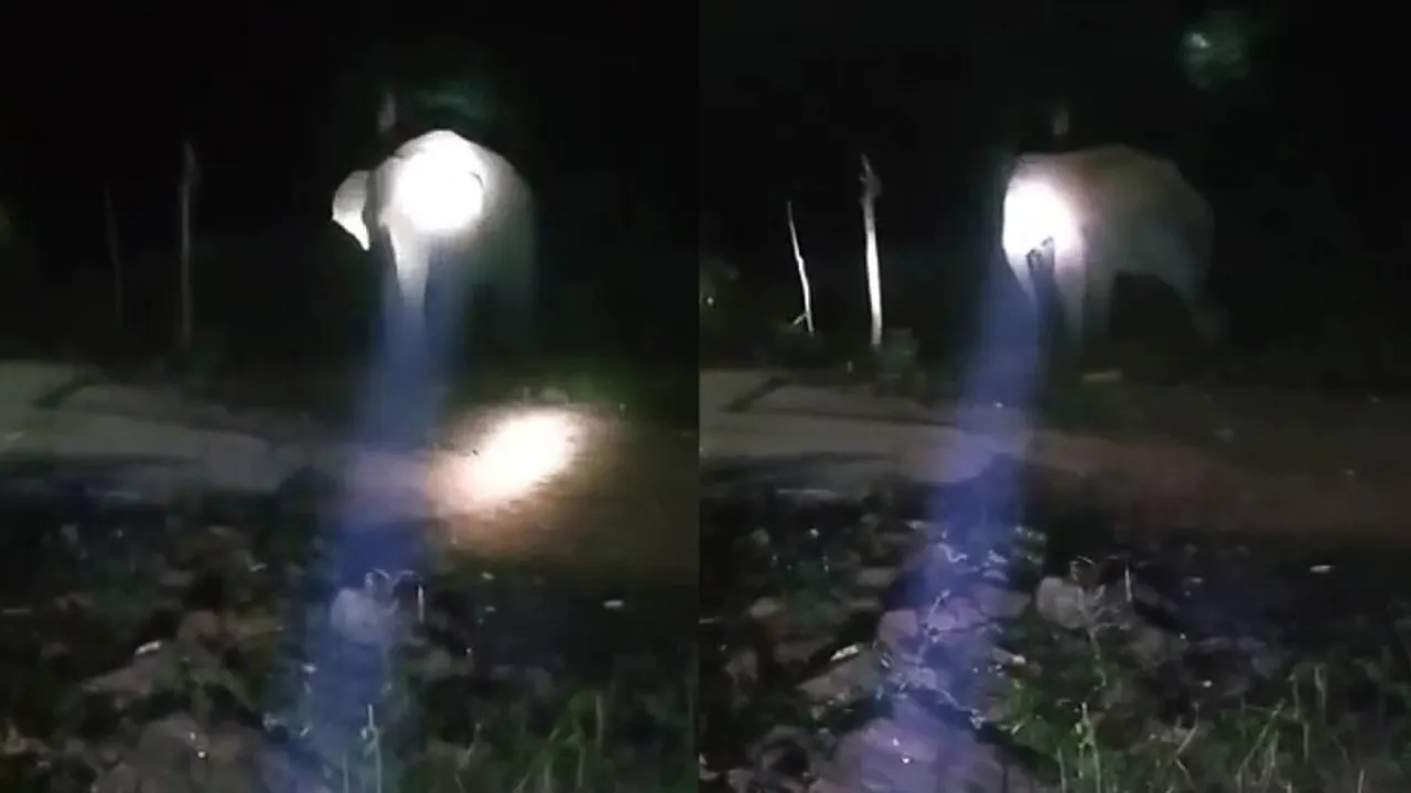 elephant death in Odisha 