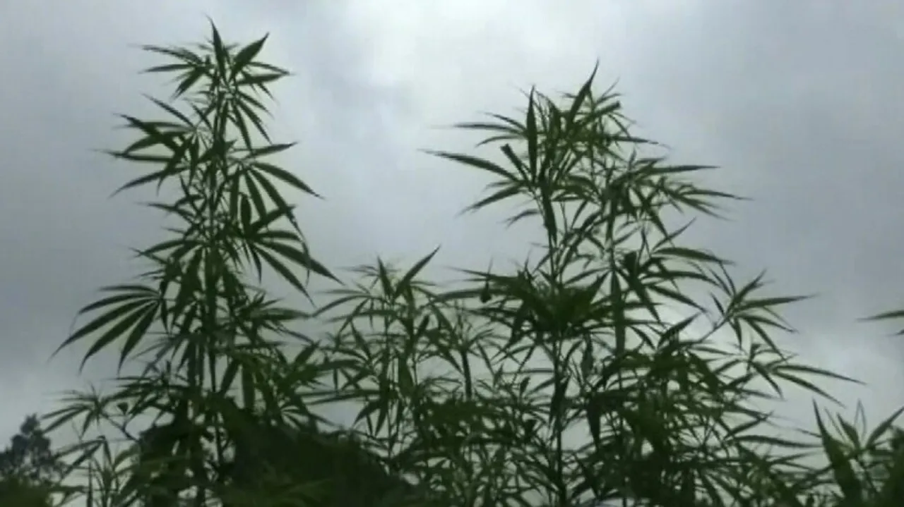 Hemp Farming