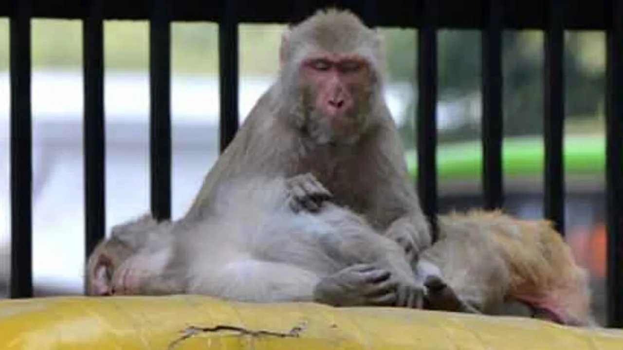 Monkeys snatch baby & throw in water tank