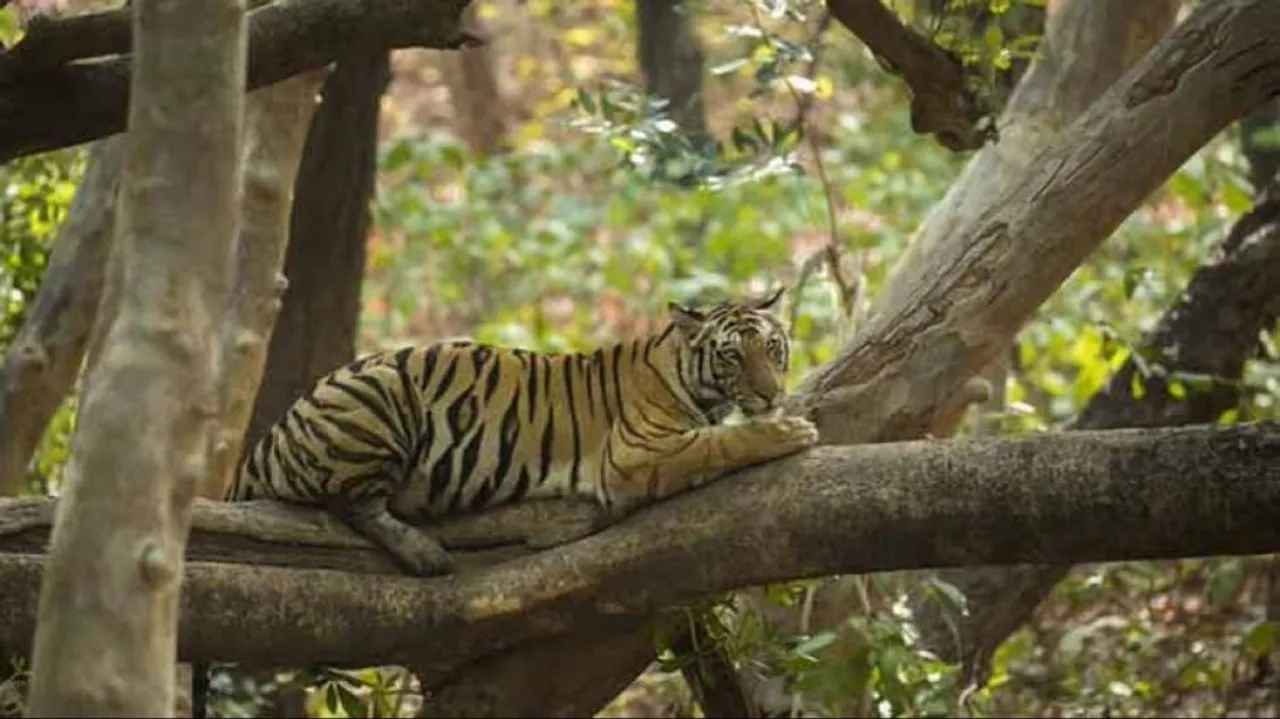 The Tiger Trail