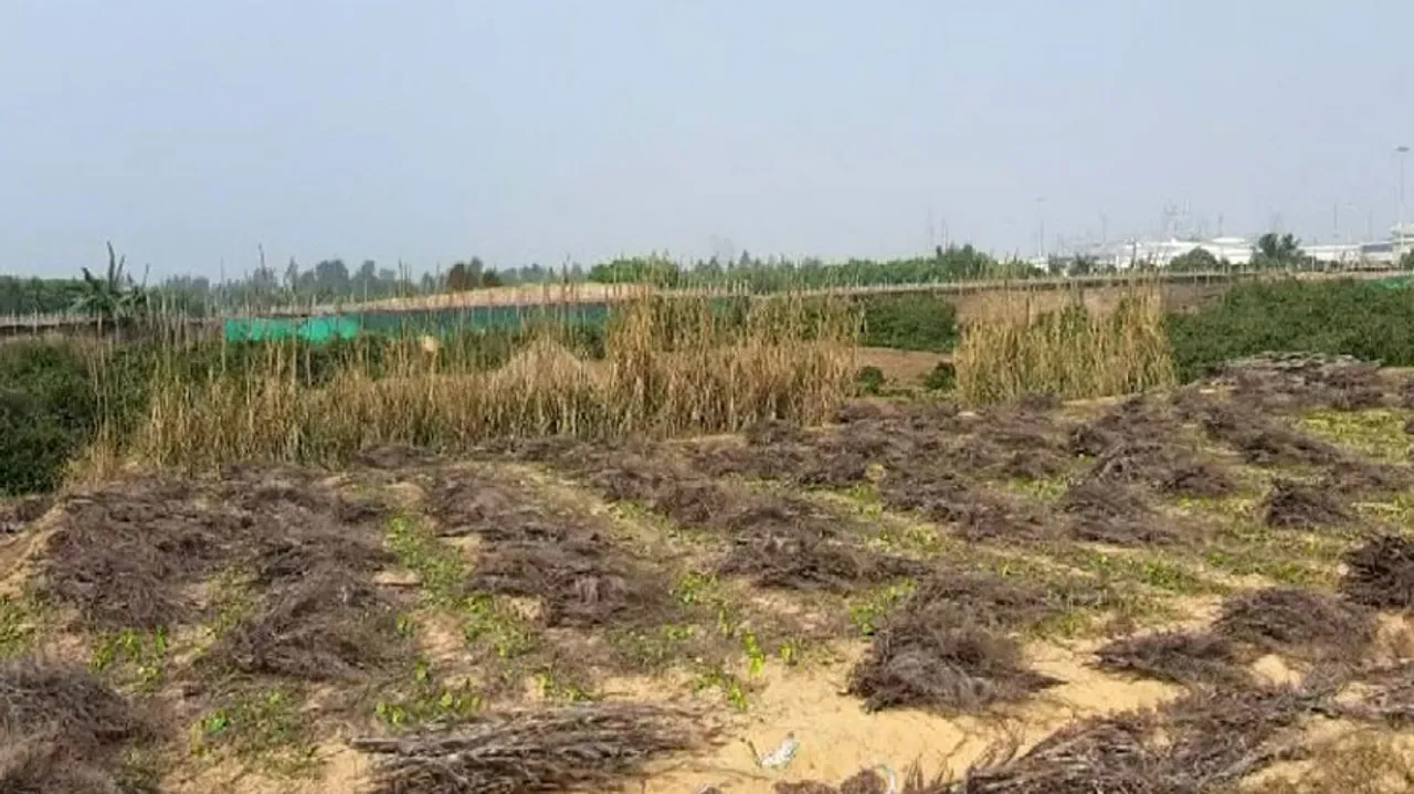 Demolished Betel Vines In Dhinkia