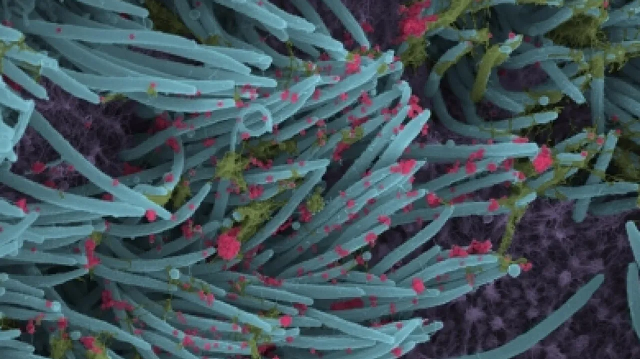 UV-C Tech That Deactivates Covid Now Open For Public Usage