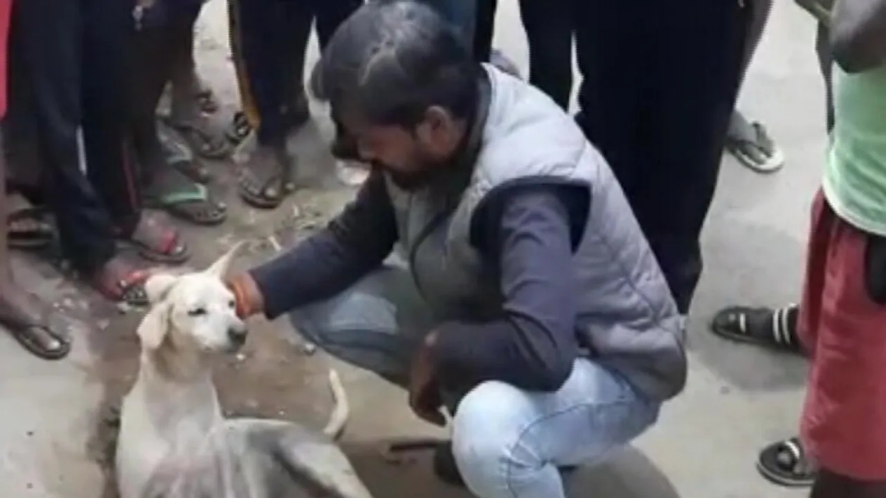 Bhubaneswar Youth 'Shoots Dead Stray Dog For Eating Chicken', Booked