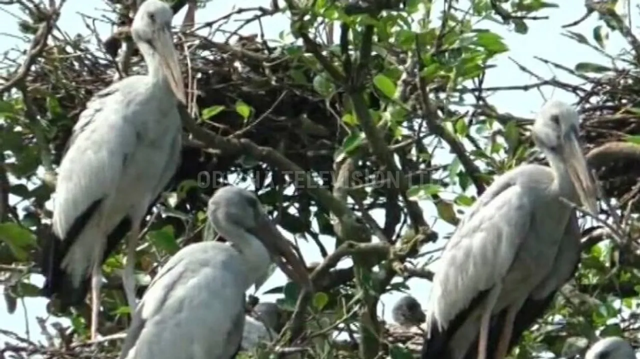 Bhitarkanika Avian Population Rises On Paper, Dips In Reality; Environmentalists Ring Alarm Bells 