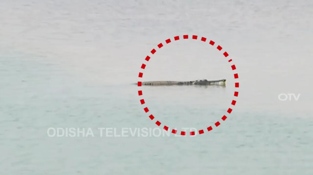 Gharials In Mahanadi: Govt Says Don’t Panic, Calls For Awareness To Promote Peaceful Co-Existence