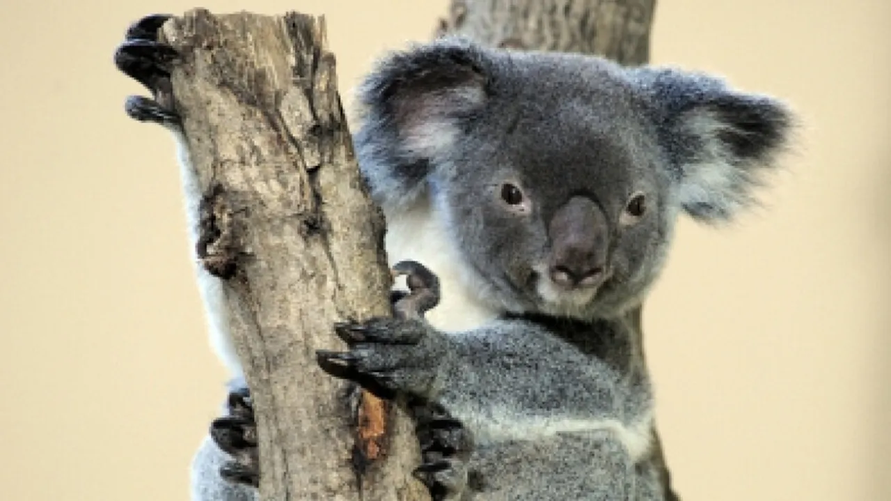 Aus Govt Lists Koalas As Endangered Species