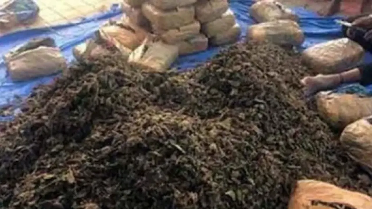 Bank Cashier, Another Arrested For Smuggling Ganja In Odisha