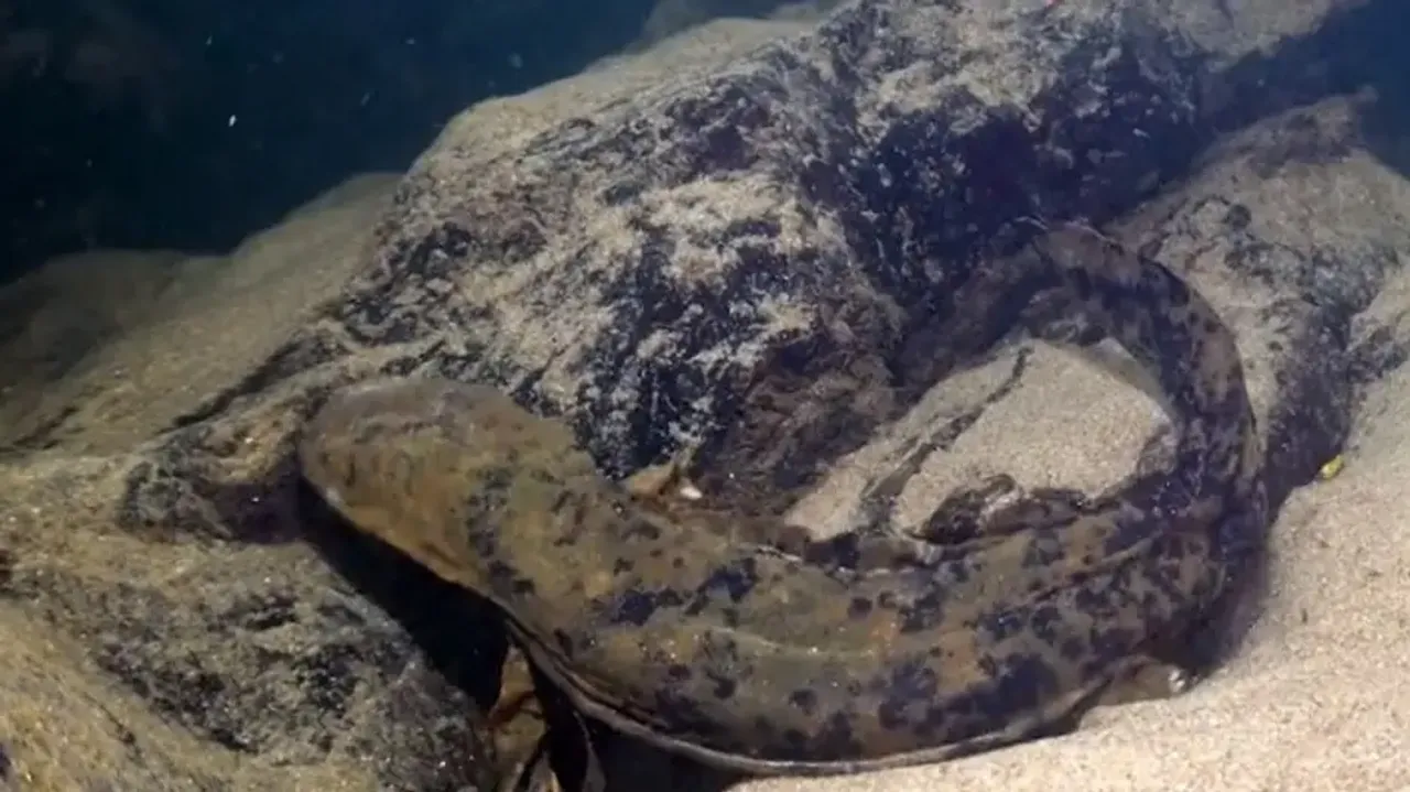 India Has Recorded 154 Invasive Alien Species: Govt