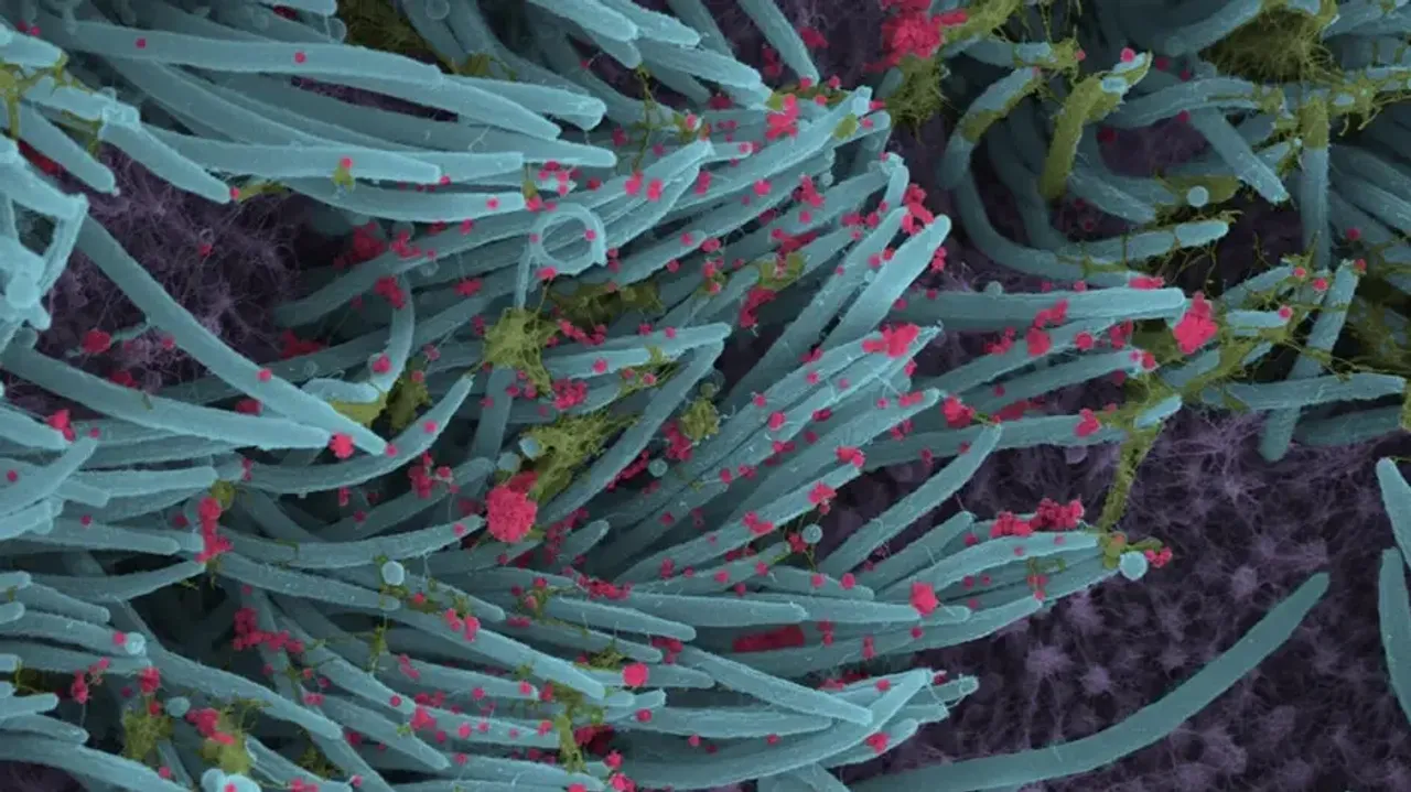 Alpaca Nanobodies