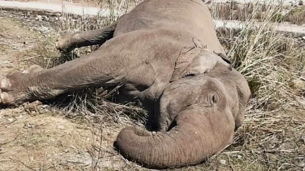 Odisha's Jumbo Tragedy: State Sees Sharp Spike In Unnatural Elephant Deaths