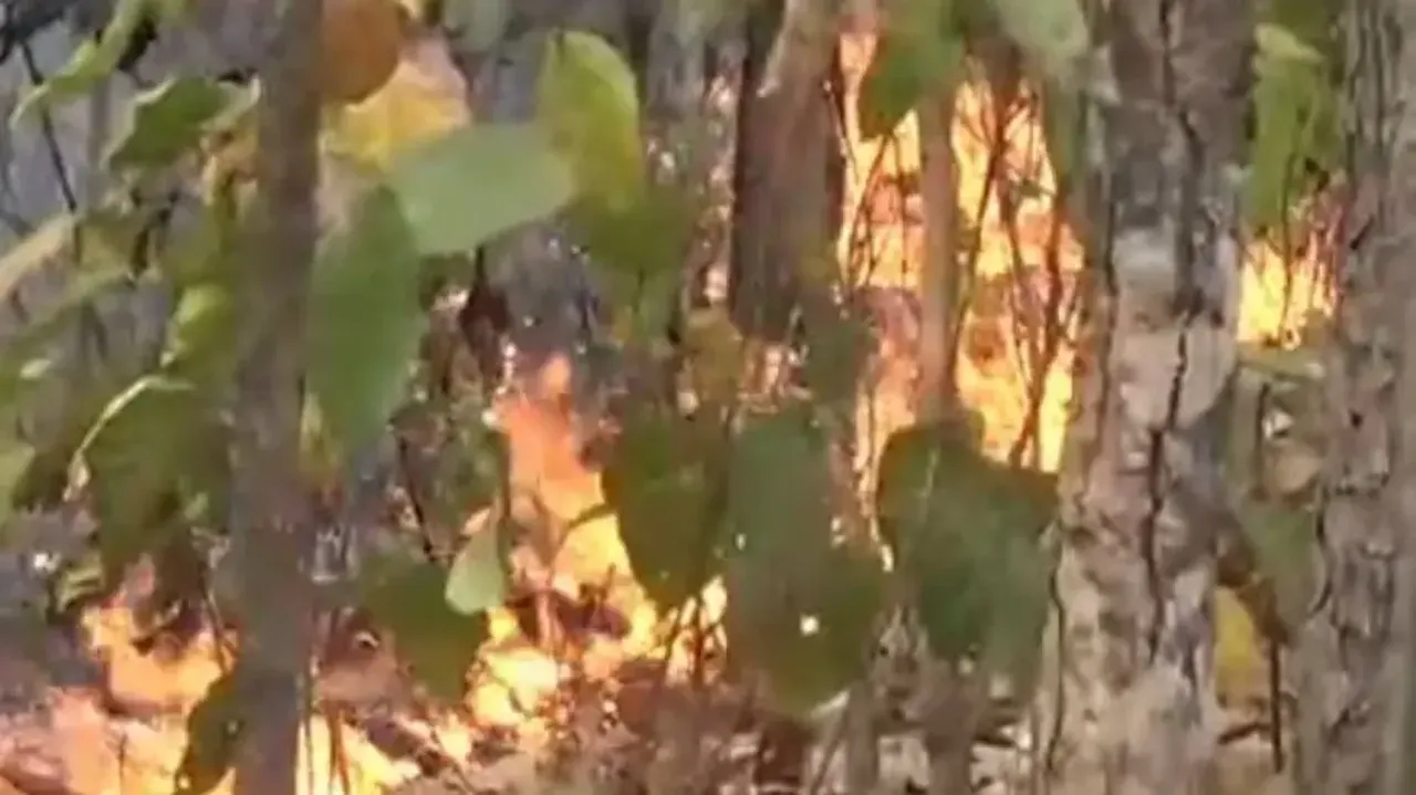 Wildfire Razes Odisha's Similipal Biosphere Again, Five Arrested