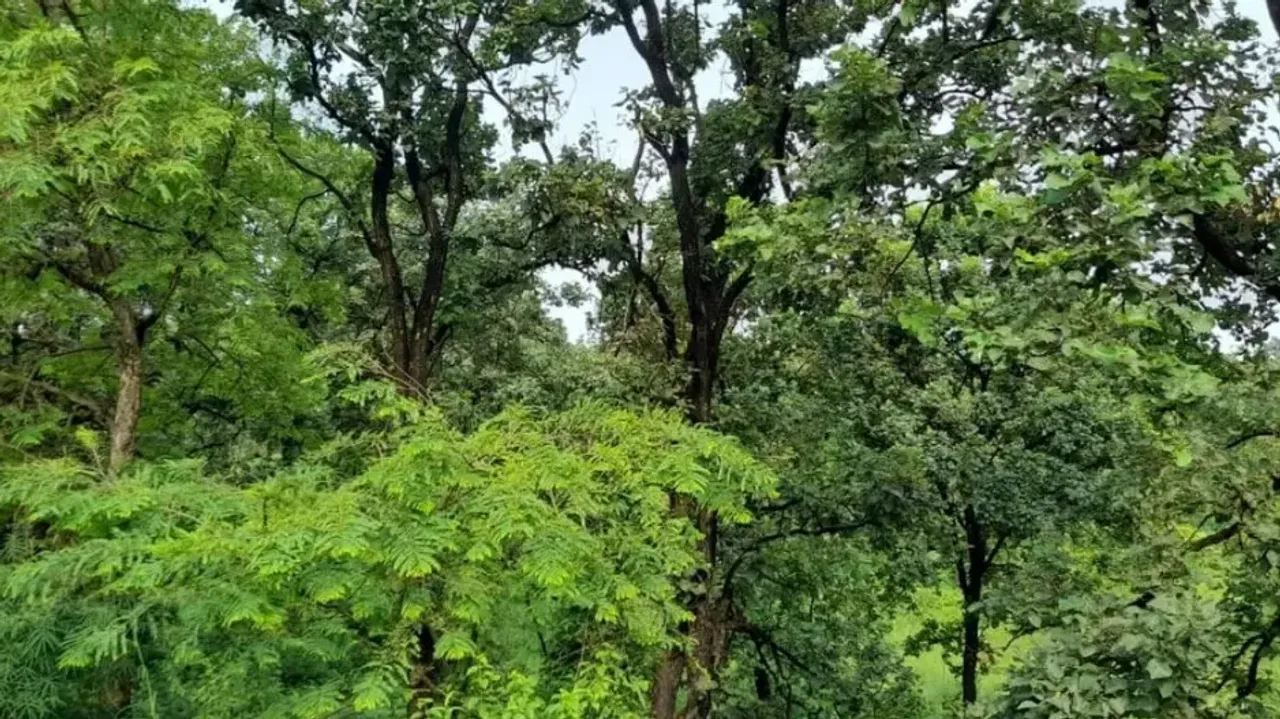 Centre Announces Task Force For 'Synergies' Between Forest Policy, Forest Act, Agro-Forestry