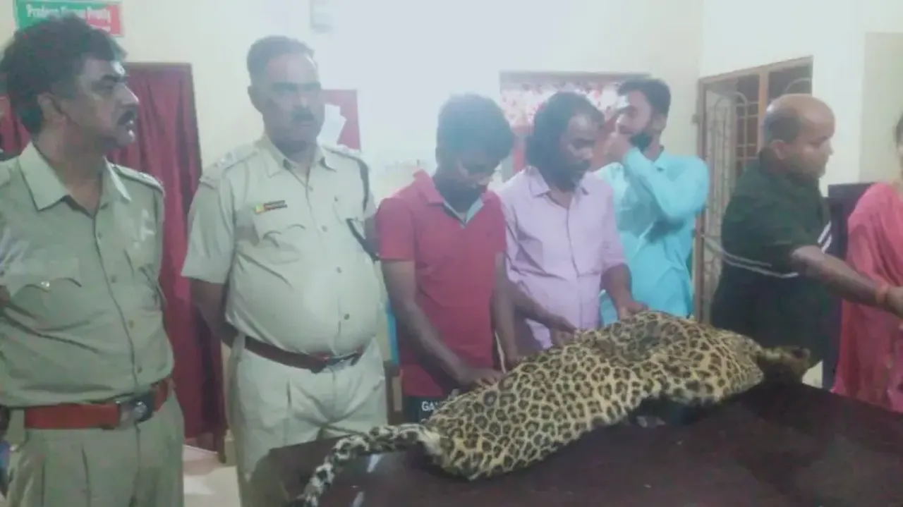 Wildlife Smuggling Racket: Leopard Skin Seized, 7 Persons Arrested In Odisha