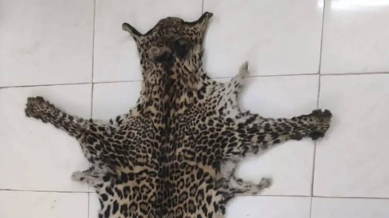 STF Seizes Leopard Skin, Arrests Accused From Kandhamal