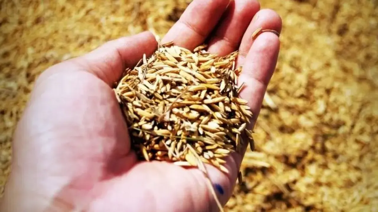 Centre Follows Uniform Procurement Policy; Cannot Take Surplus Parboiled Rice: Food Secy