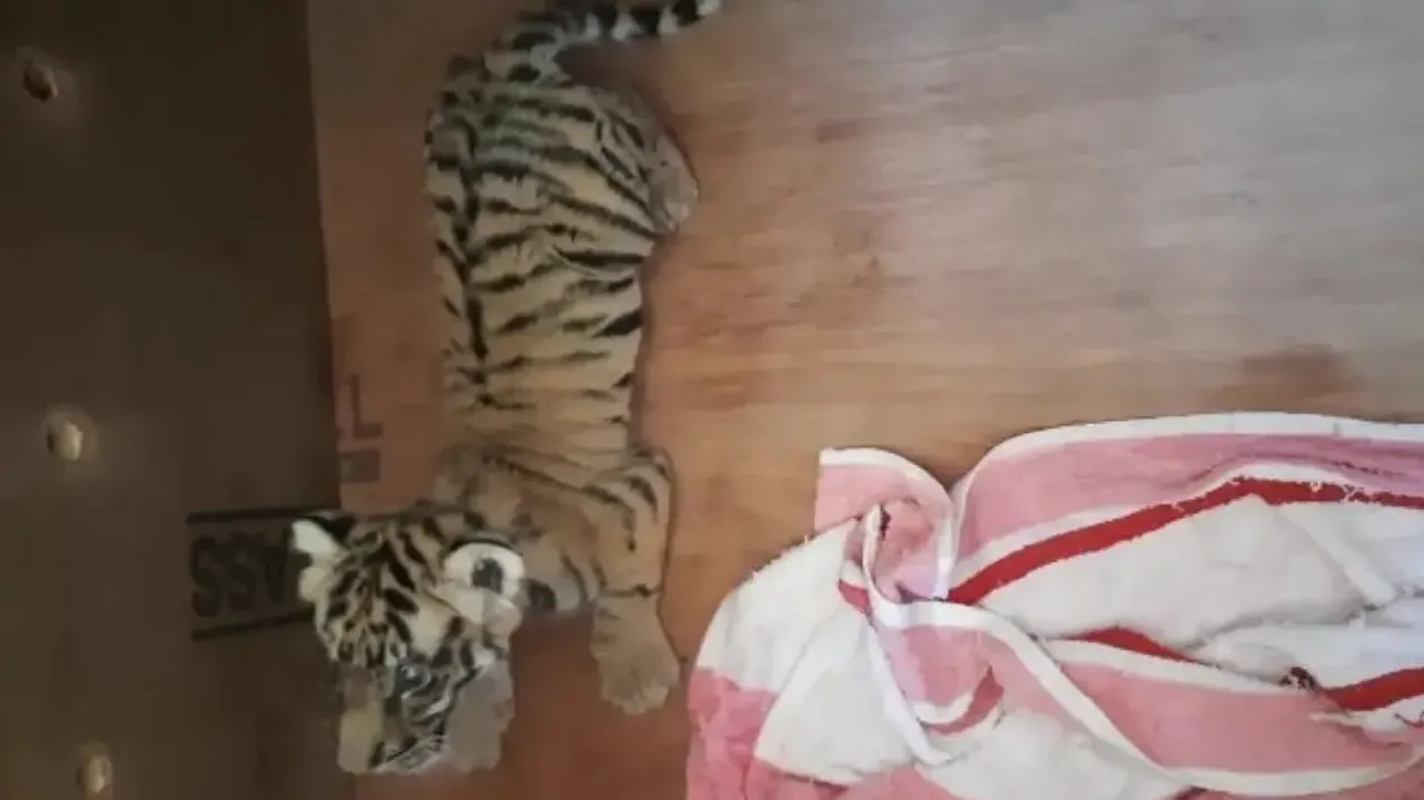 Another Tiger Cub Dies At Nandankanan Zoo