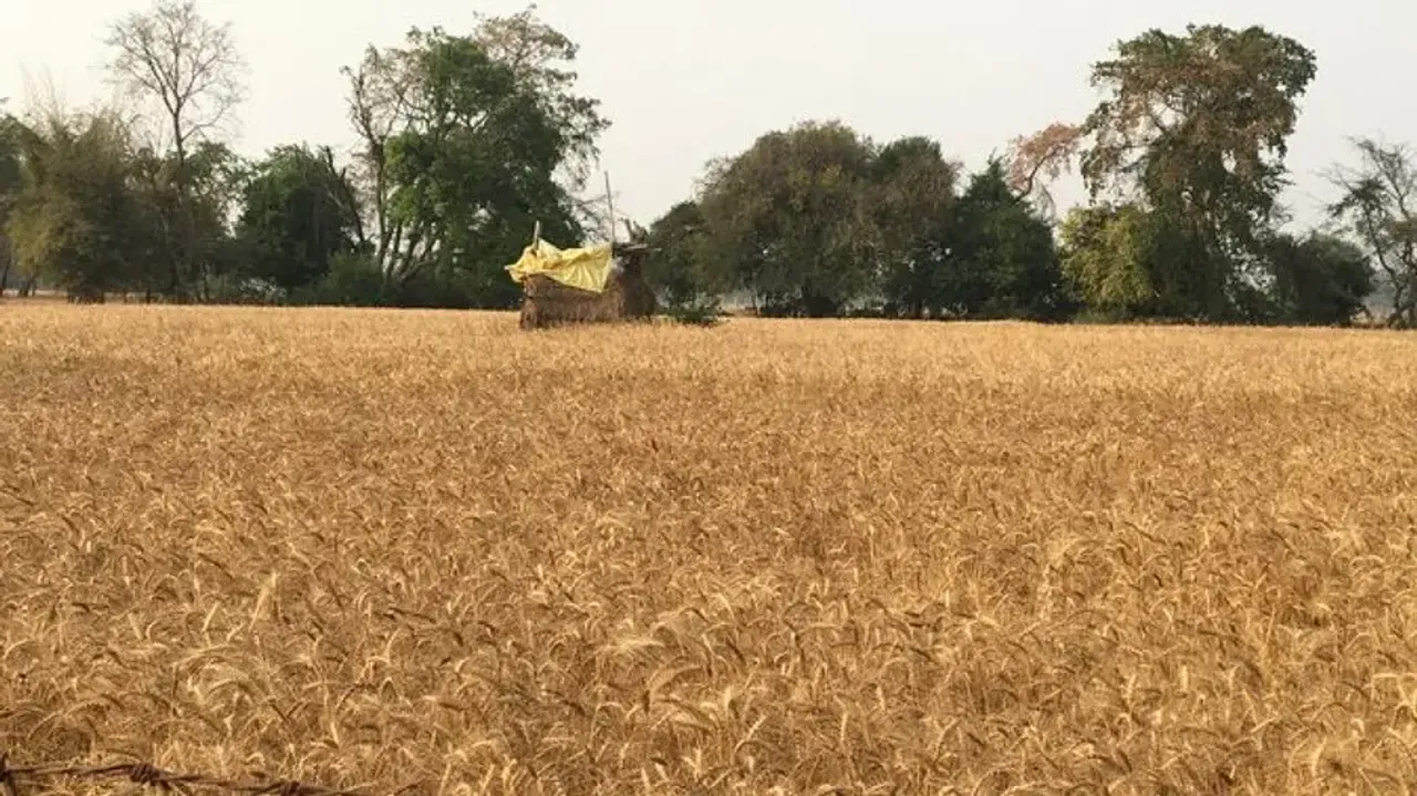 Over $115 million urgently needed to assist Ukrainian farmers: FAO