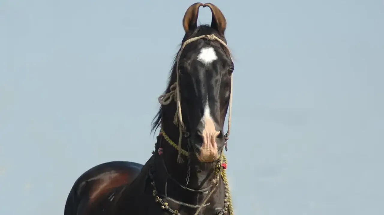 Man in Punjab buys 'prized' horse, wash reveals truth