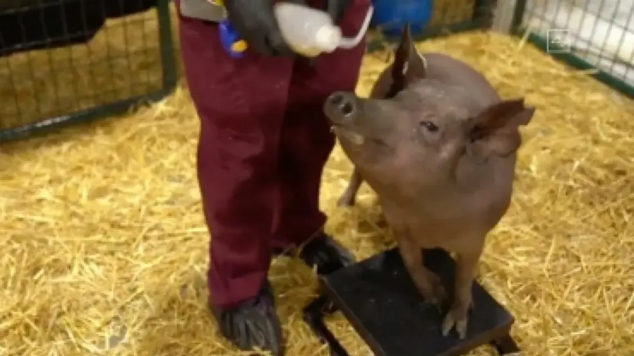 Pigs can spread deadly antibiotic-resistant superbug to humans: Study
