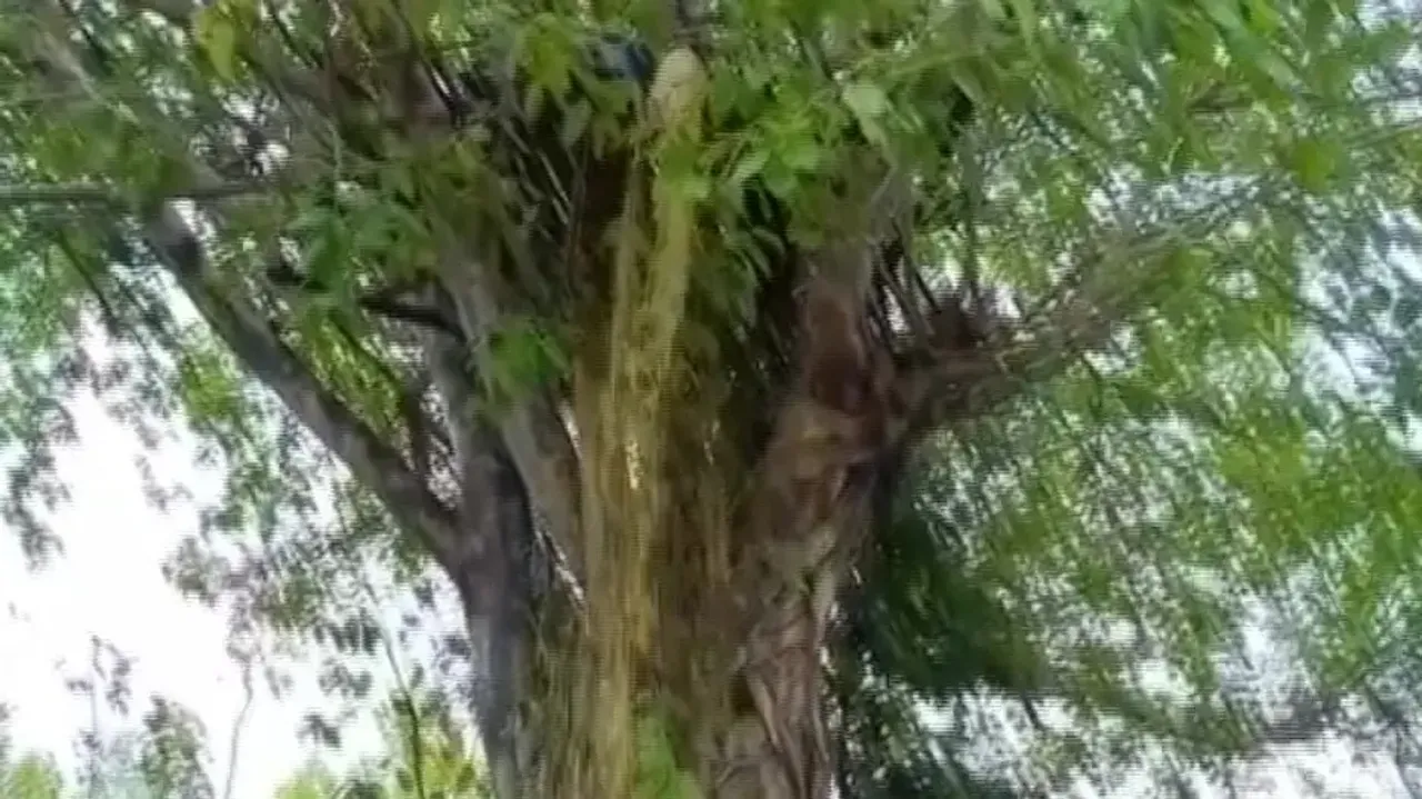 Liquor rain from tree