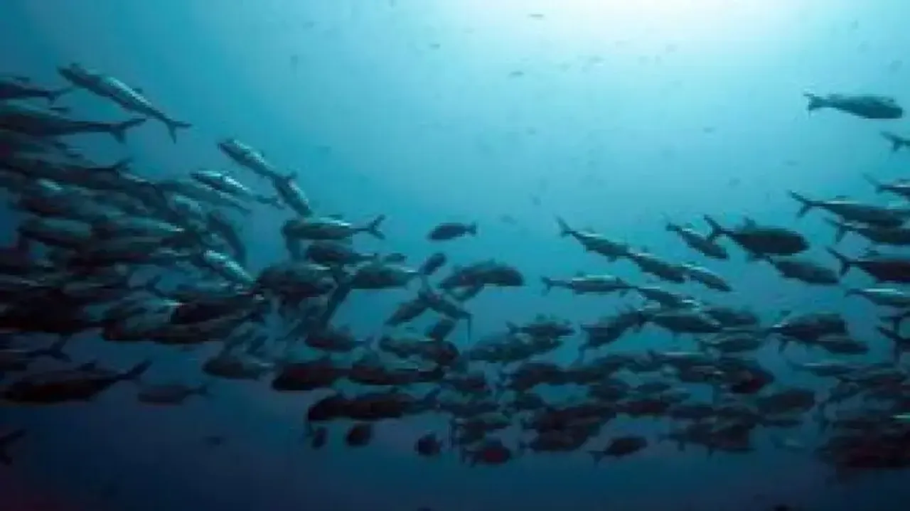 Global warming causing world's oceans to lose 'memory'