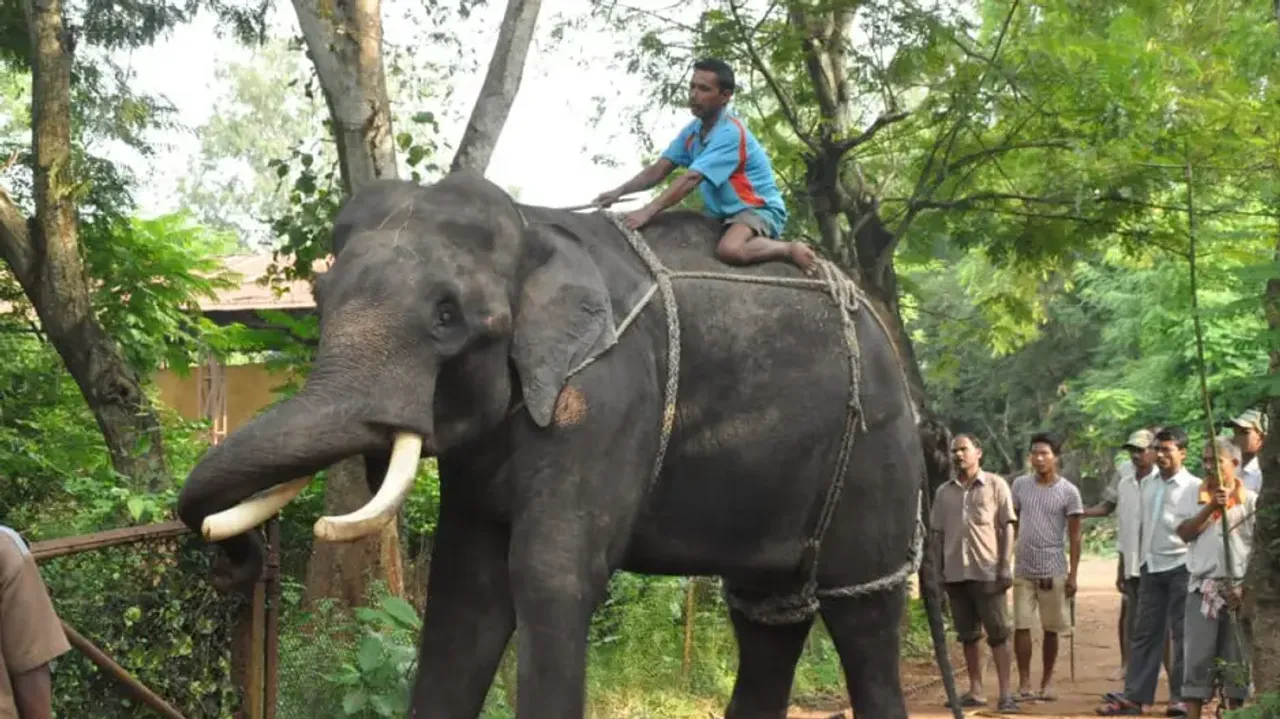 Nanda no more! Kumki elephant of Nandankanan dies at Chandaka