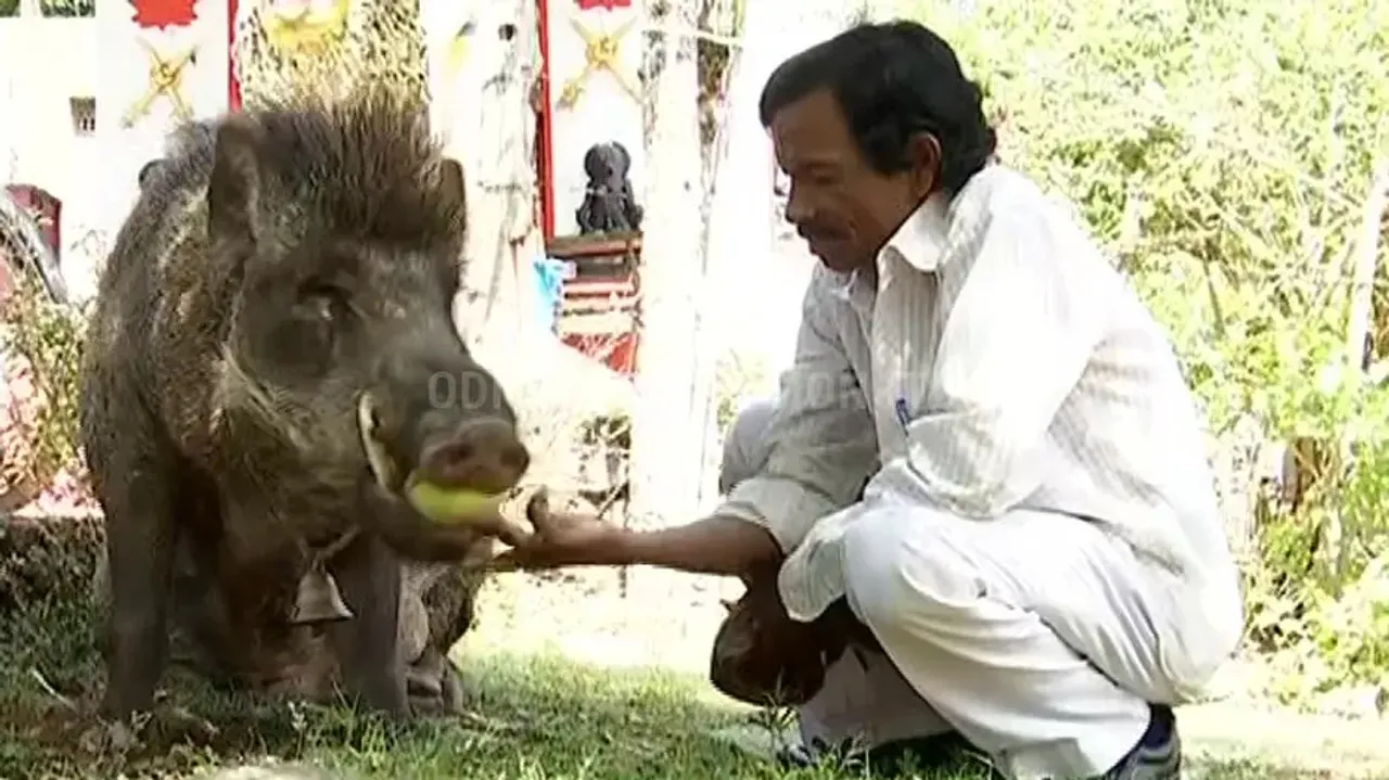 Man and wild boar friendship continues for 25 years