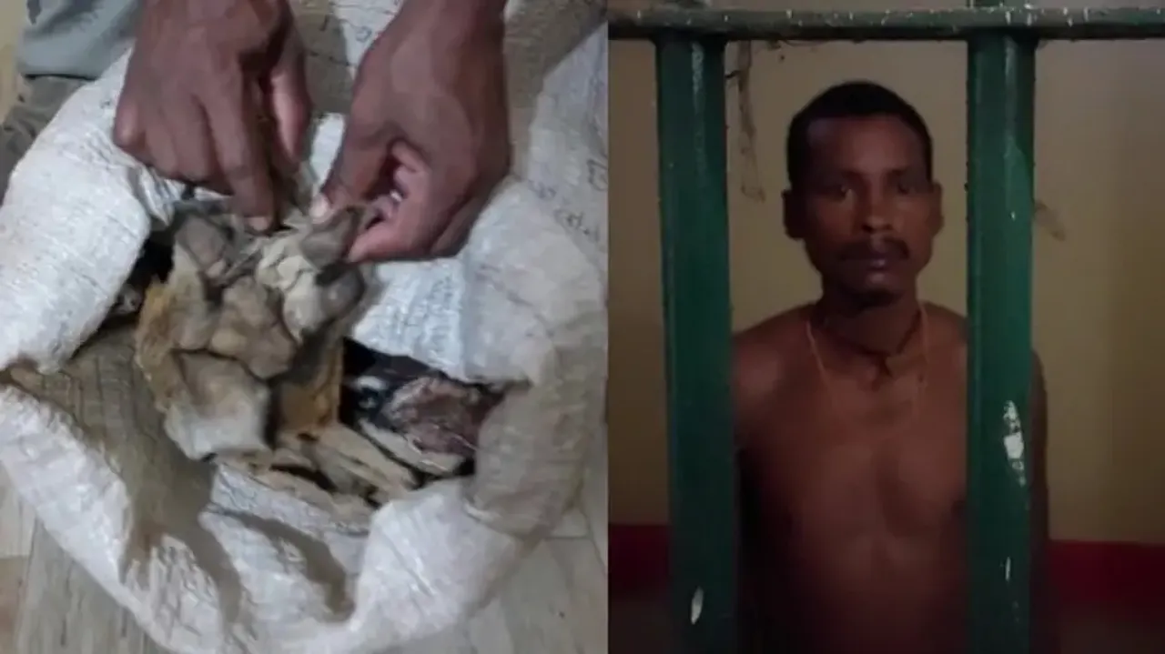 Tiger skin seizure in Keonjhar: 3 more from family of accused arrested
