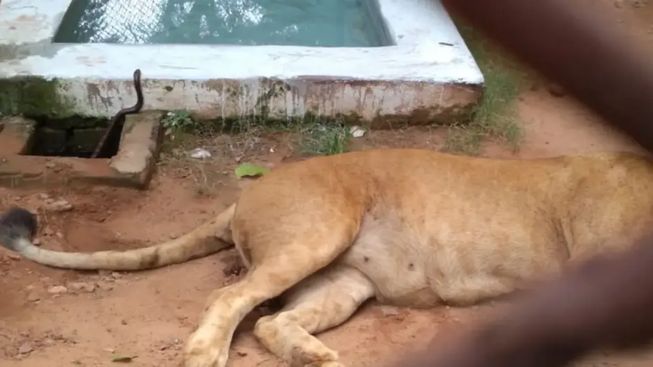 Lioness dies of snake bite in Nandankanan Zoo in Bhubaneswar