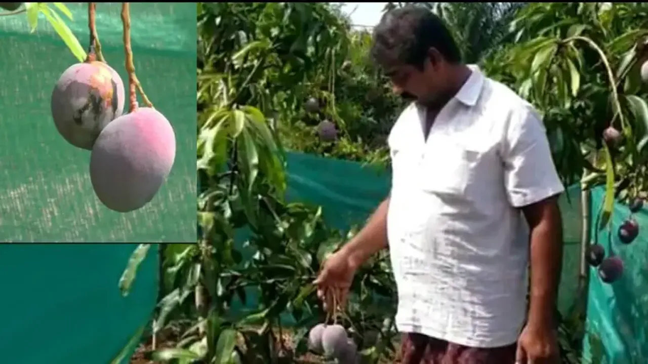Costliest mango: Odisha farmer grows tropical fruit worth Rs 2.5 lakh per kg