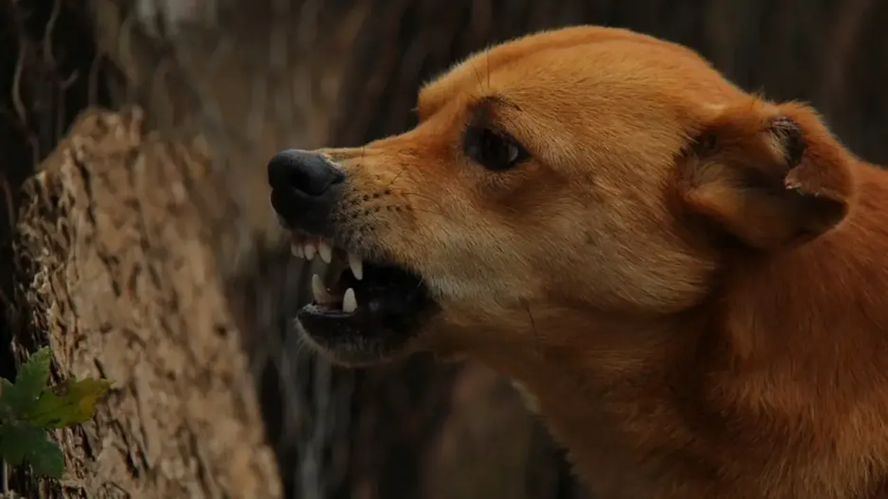 9-yr-old boy mauled to death by stray dogs in UP's Amroha