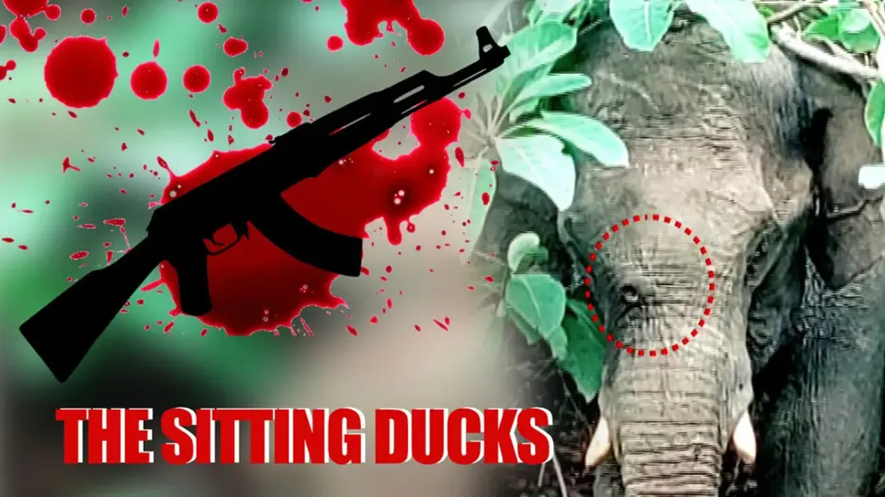 After 2 deaths in Athagarh in a week, another jumbo writhes in pain in same forest division