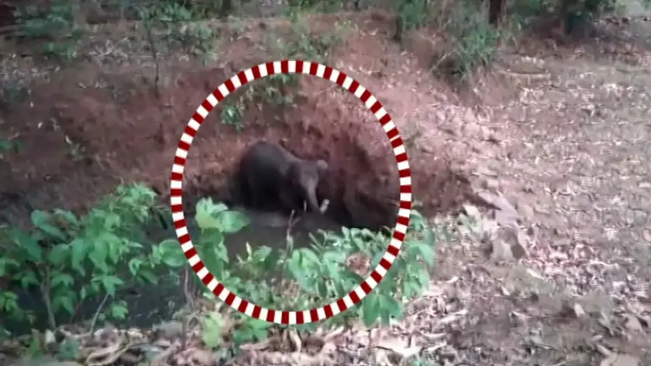 Elephant calf rescued from well after two-hour-long operation in Odisha's Kandhamal