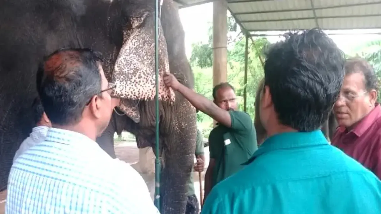 Another elephant ill in Nandankanan, undergoes treatment 