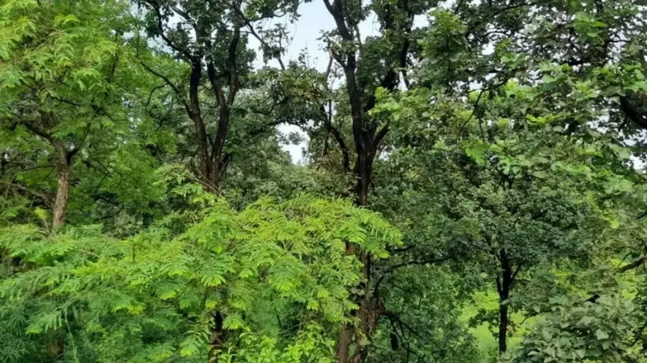 Guardians of the forest