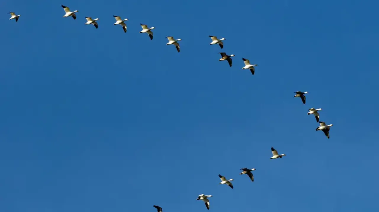 Why do flocks of birds fly in 'V' formation?