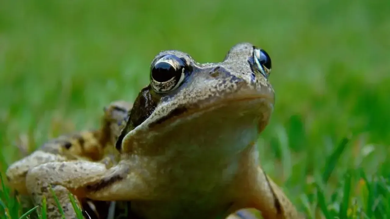 Frog wedding held in UP's Gorakhpur to get rains