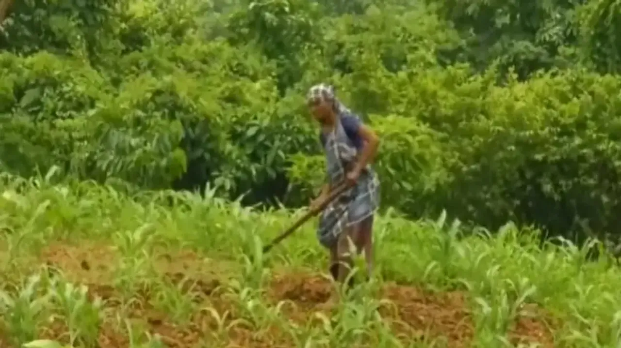 Andhra does cashew farming in forest land of Rebatiguda in KoraputAndhra does cashew farming in fore