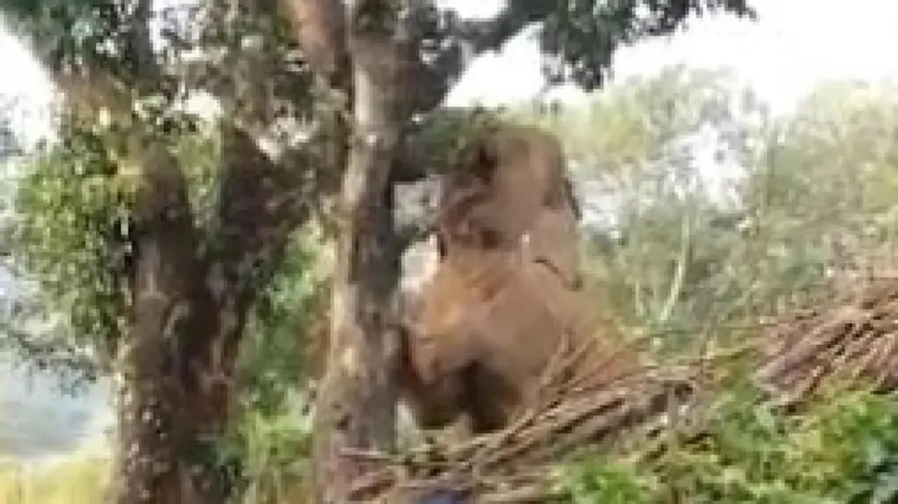 Elephant Plucking Jackfruit