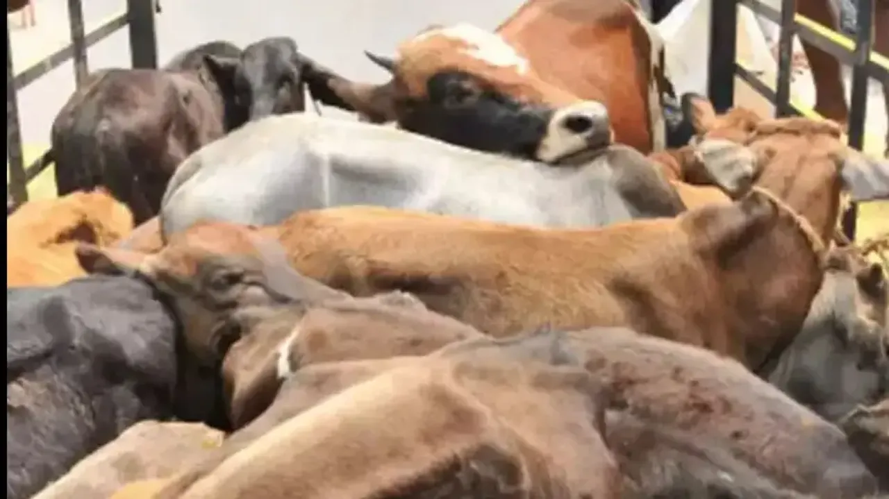Cow smuggling
