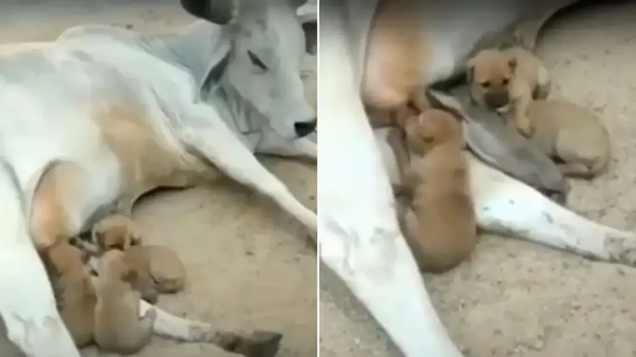 Cow feeds milk to abandoned puppies