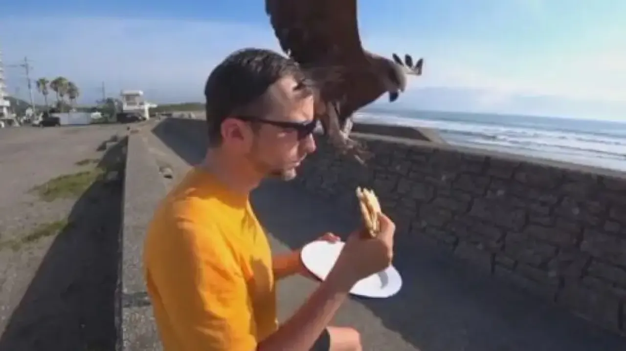 Hawk snatches man’s sandwich