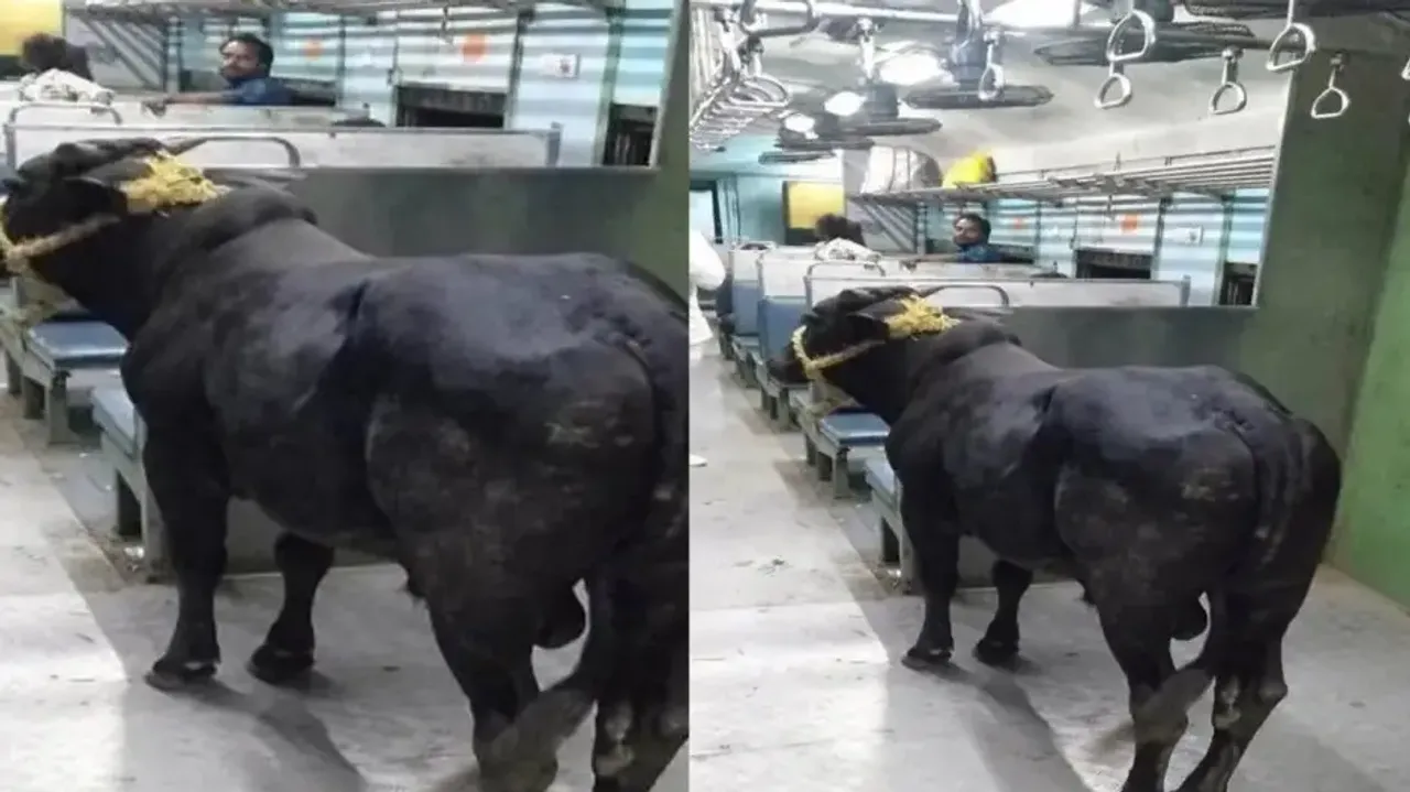 Bull travels in local train