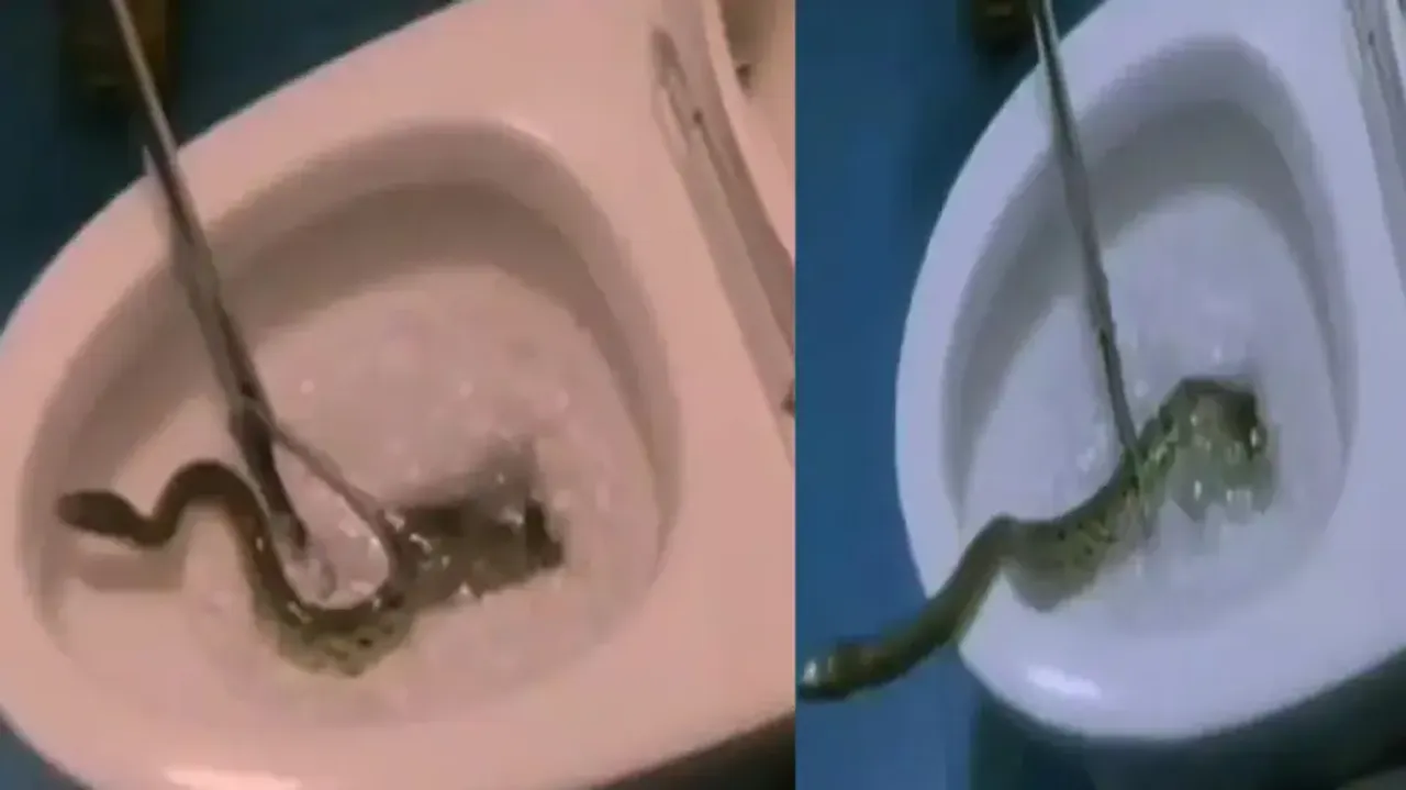 Snake seen emerging out of toilet bowl, netizens horrified