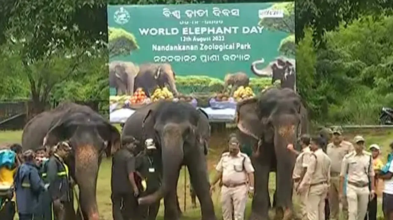 Nandankanan Zoo celebrates World Elephant Day with fanfare