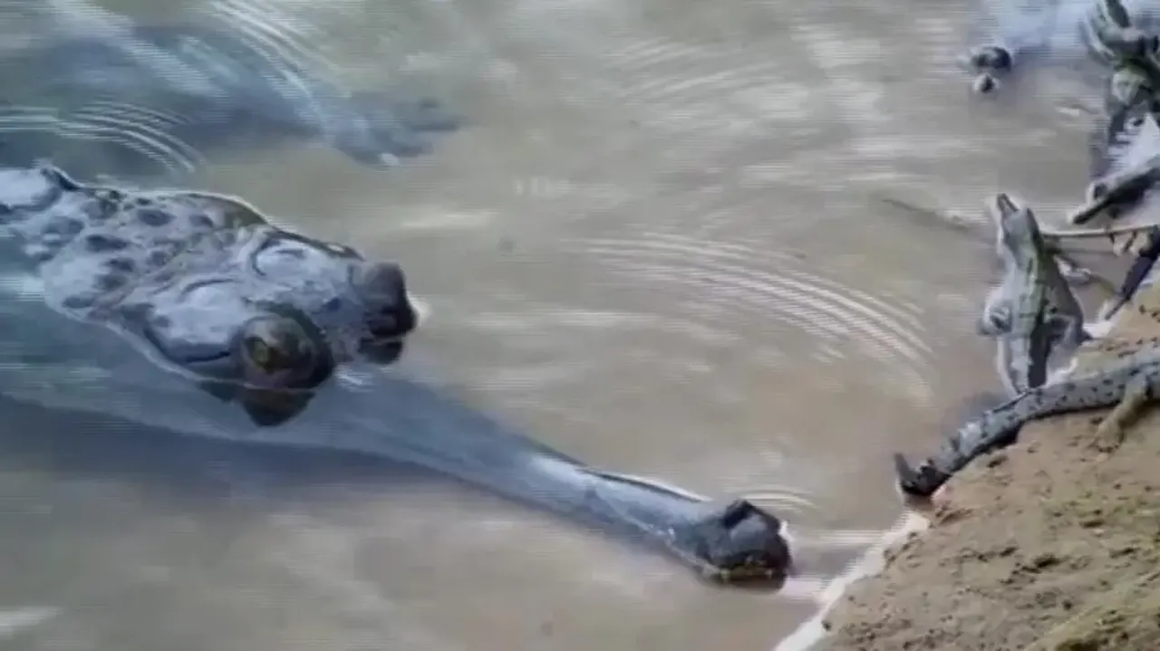 32 gharial hatchlings from Satkosia gorge washed away in floodwater, triggers concern 