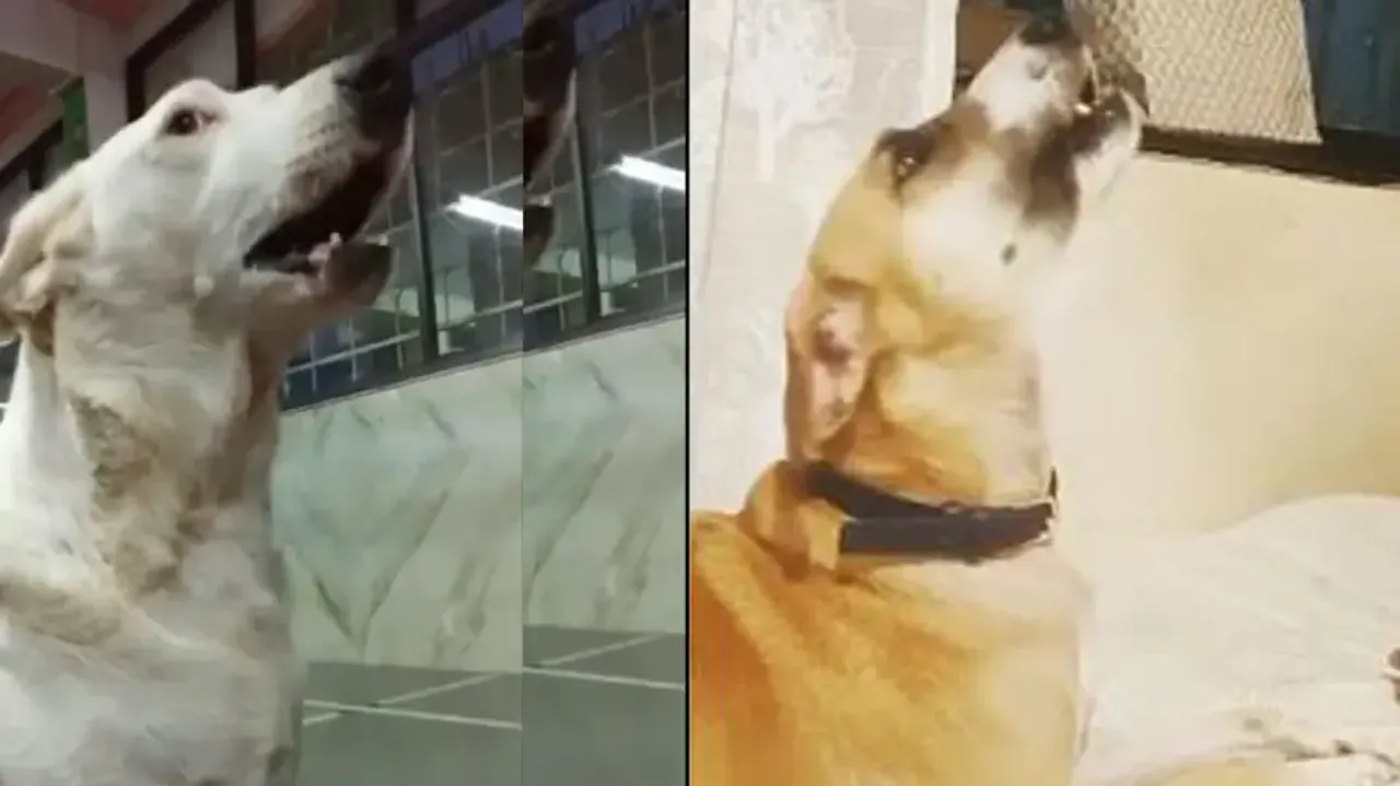'Spiritual' dog has its own way of singing 'Bhajan'