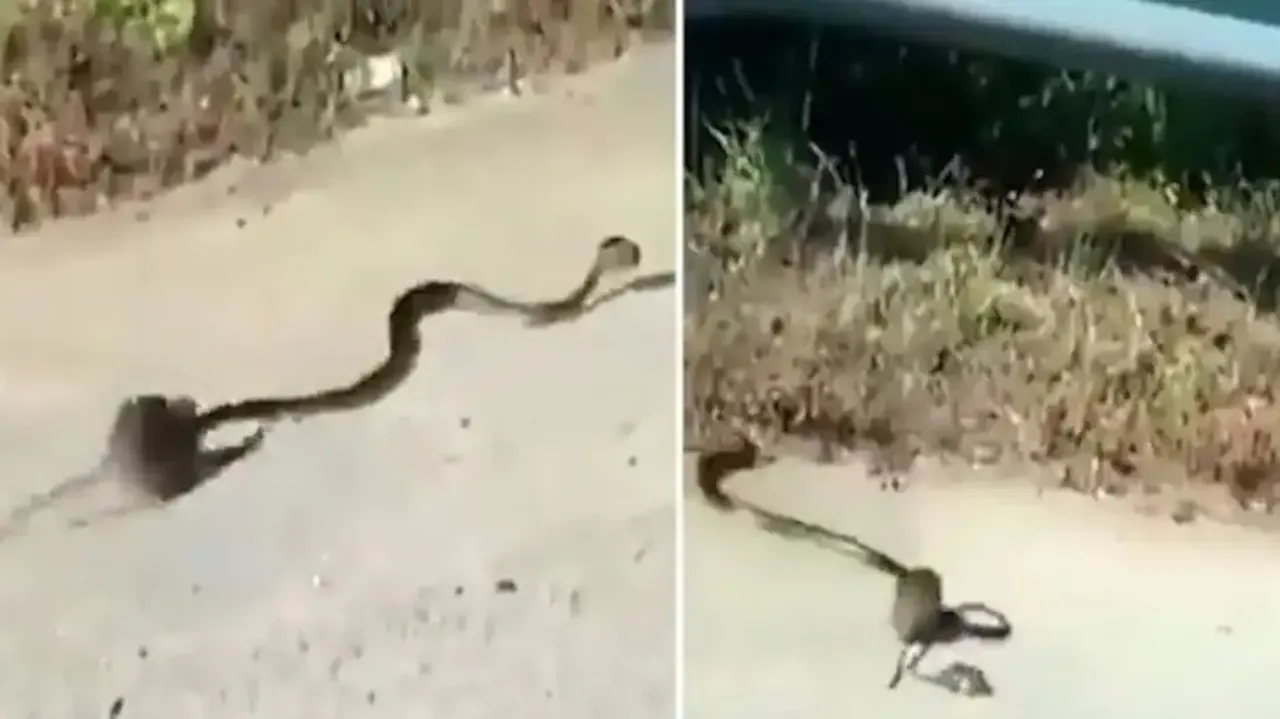 Rat saves its baby from king cobra